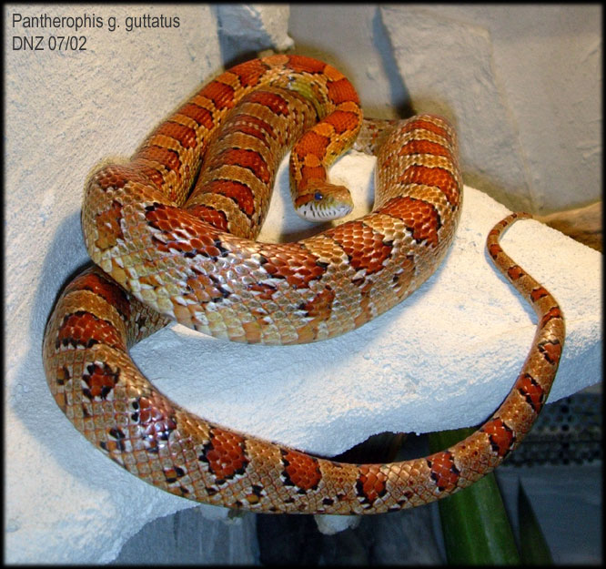 Pantherophis guttatus - tail