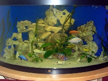 malawi tank 350l trigon juwel