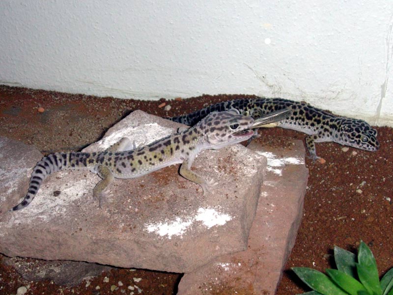 1.1. e. macularius