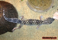 Eublepharis-Macularius 0.1 female
