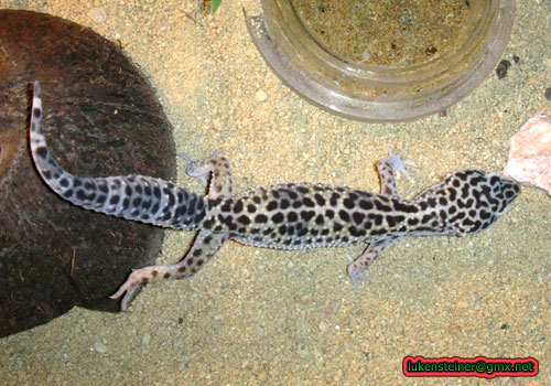 Eublepharis-Macularius 0.1 female