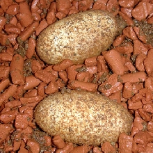 4th breed 2006
