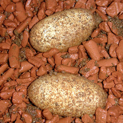 4th breed 2006