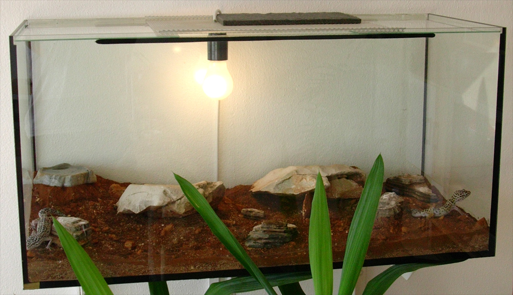 leopards enclosure