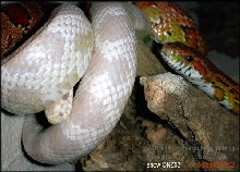 corn snakes