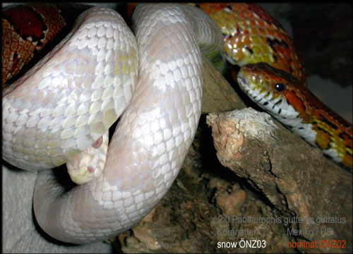 corn snakes
