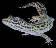Eublepharis-Macularius 0.1 female