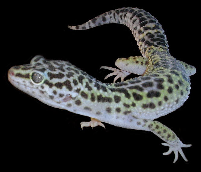 Eublepharis-Macularius 0.1 female