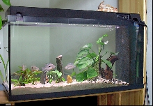 t. meeki 96l aquarium