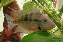t. meeki male