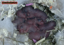 meriones unguiculatus pinkies