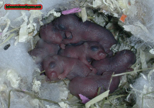 meriones unguiculatus pinkies