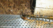 scolopendra morsitans head