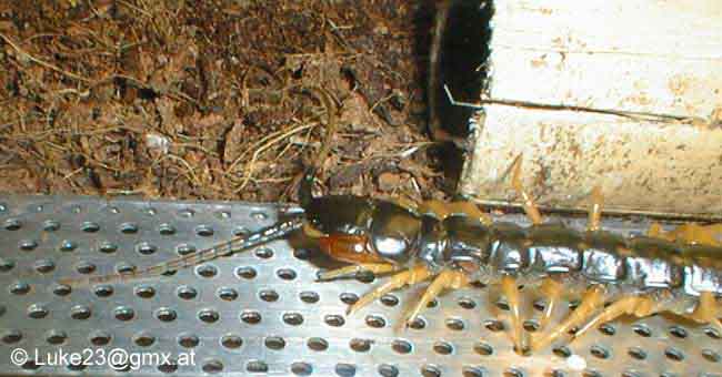 scolopendra morsitans head