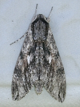 unkown moth