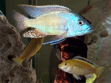 protomelas taeniolatus namalenje