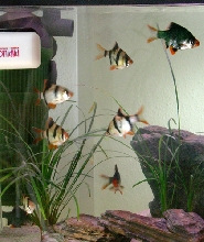 8x TIGER BARBS