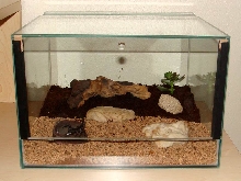 pandinus enclosure 30cm