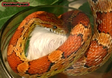 pantherophis-guttatus-mouse