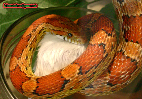 pantherophis-guttatus-mouse