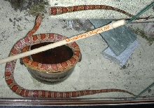 Pantherophis guttatus