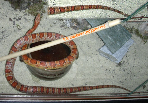 Pantherophis guttatus