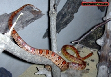 pantherophis-climbing