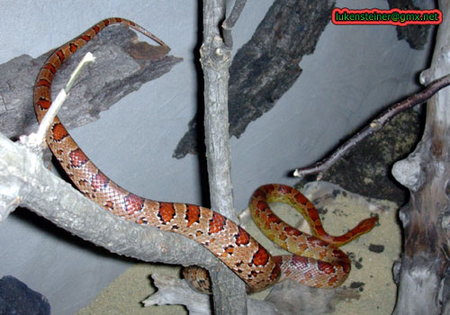 pantherophis-climbing