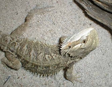pogona-vitticeps