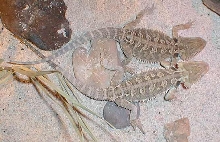 pogona-vitticeps