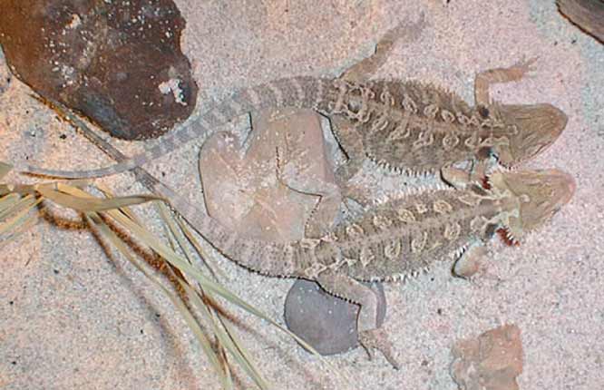 pogona-vitticeps