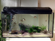 54L tank anubias n' cryptocoryne