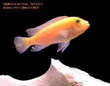 red zebra cichlid
