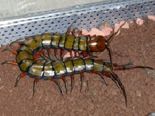 Scolopendra subspinipes Vanuatu