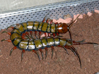 Scolopendra subspinipes Vanuatu