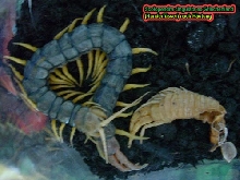 scolopendra cingulata molt häutung