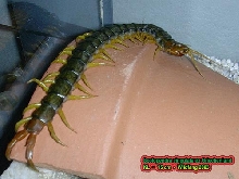 scolopendra cingulata
