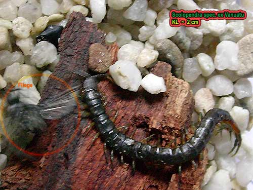 scolopendra cingulata small very young