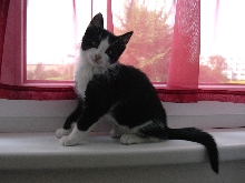 kitten boy