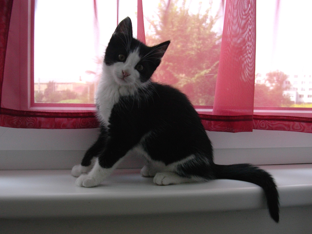 kitten boy