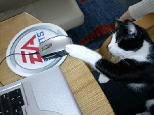 cat n' mouse