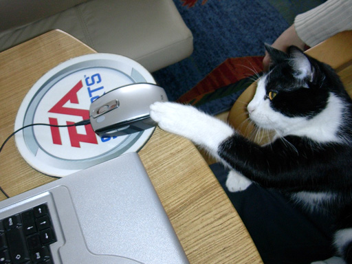 cat n' mouse