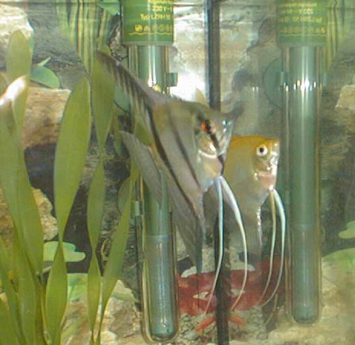 peterophylum scalare
