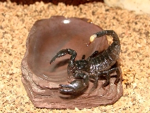 small emperor scorpion