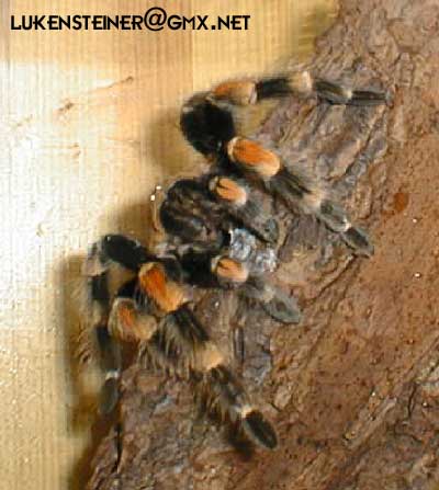 brachypelma smithi - mexican redknee