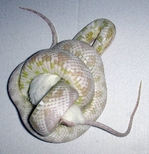 snow corn constricting a mouse