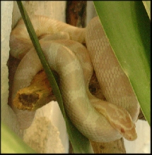 snow corn male