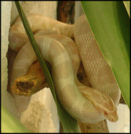 snow corn male