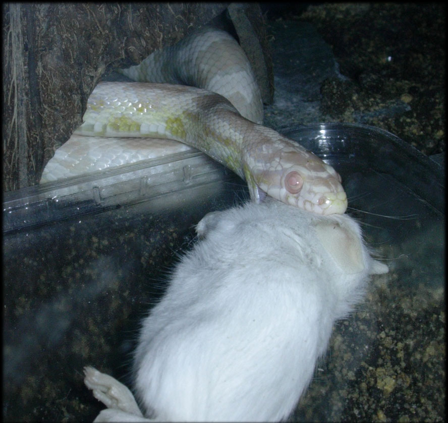 snow corn feeding mouse