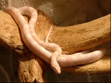 snow corn male subadult